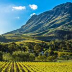South Africa's Wine Country