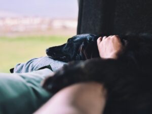 Can I Bring My Pet in a Campervan? A Comprehensive Guide
