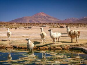 7 Thrilling Experiences in the Bolivian Altiplano: A Digital Nomad's Dream
